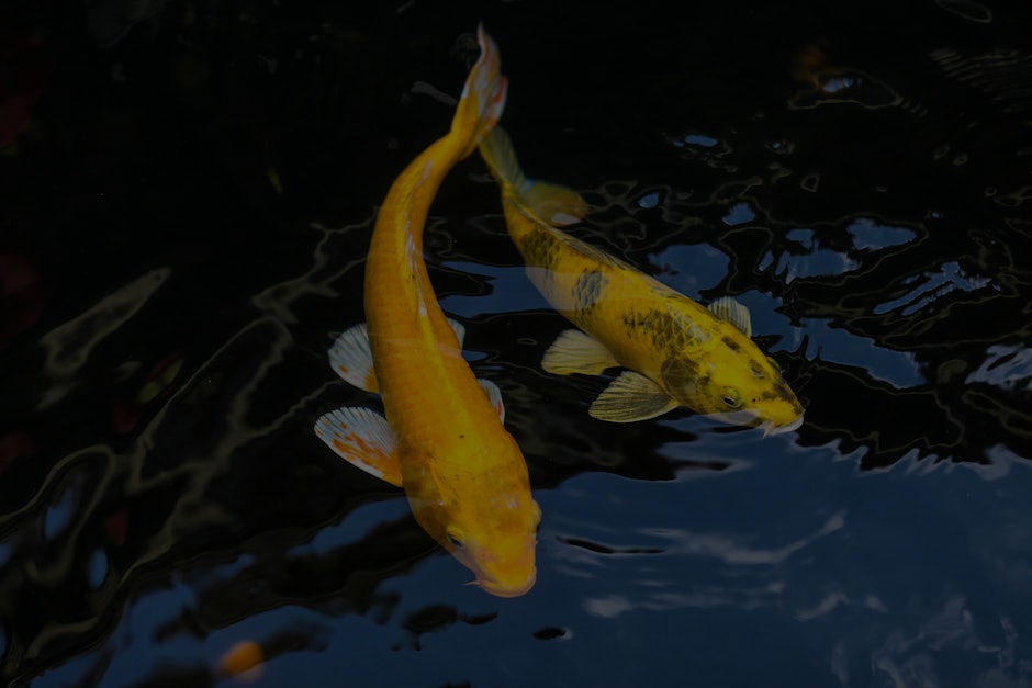 A Guide to Feng Shui Ornaments for New Homeowners