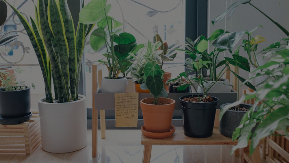 Boost Your Home’s Energy- Essential Feng Shui Tips for Beginners