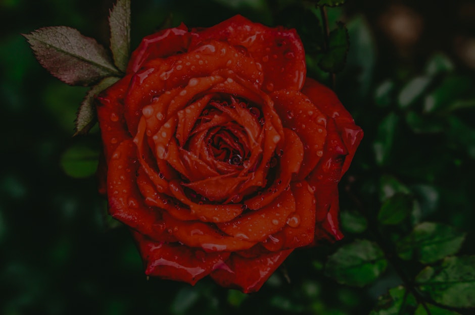 Choosing the Best Feng Shui Symbols for Your Garden