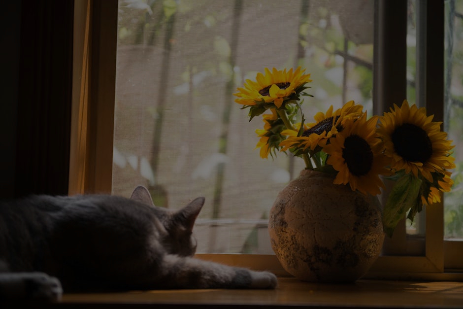 Create a Peaceful Environment- Feng Shui Tips for Your Living Room