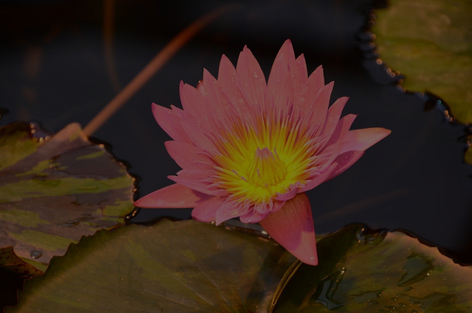 Elevate Your Garden's Vibe- Feng Shui Ornaments for Outdoor Serenity
