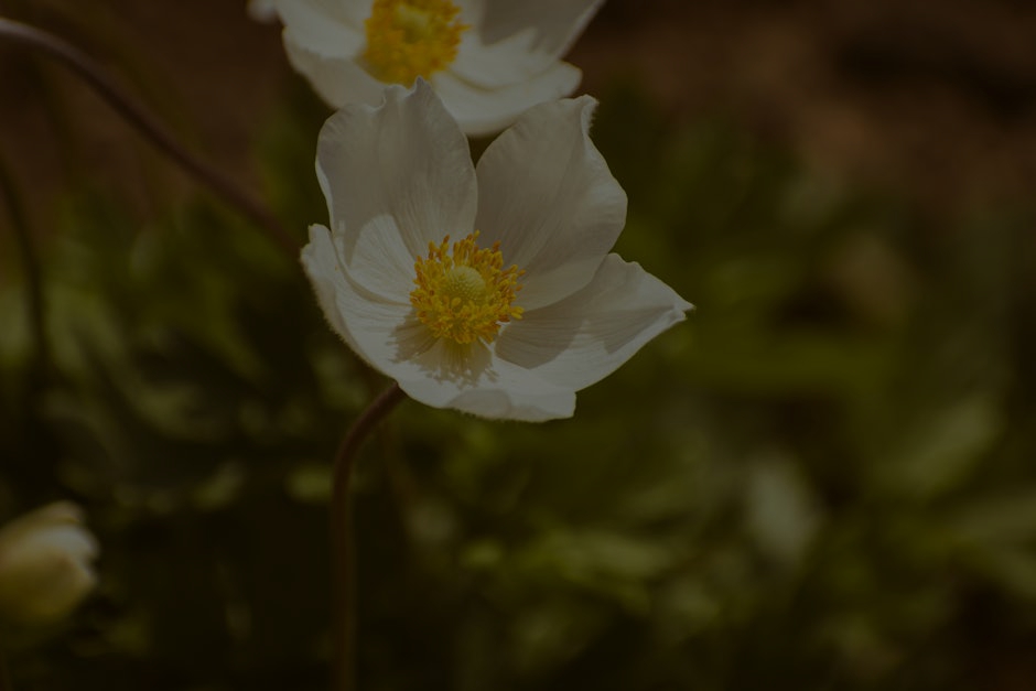 Energize Your Garden- Feng Shui Ornaments for Outdoor Spaces