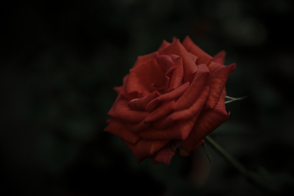 Enhance Your Love Life with Feng Shui- Best Ornaments to Attract Romance