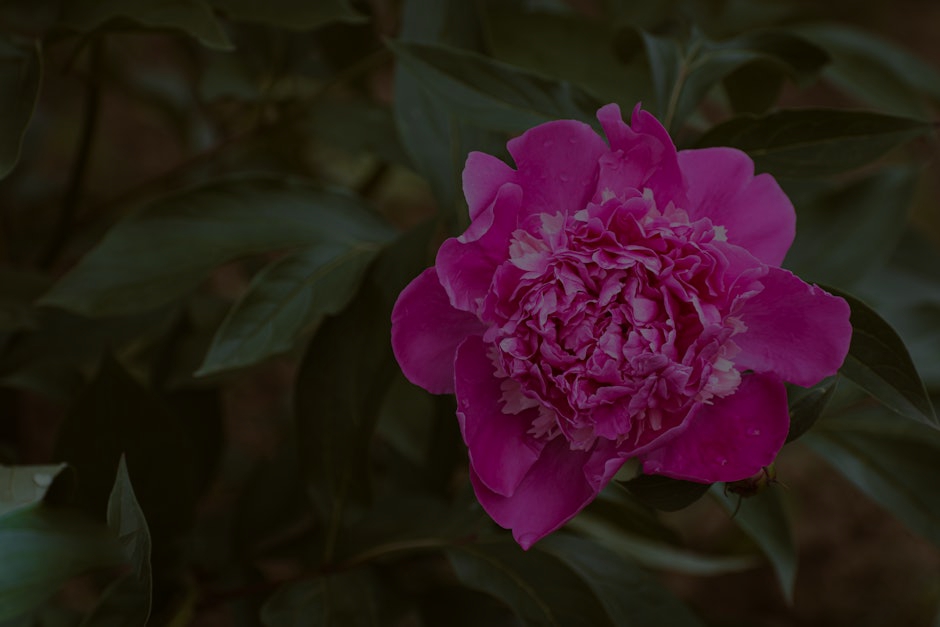 Enhancing Your Garden's Energy- Feng Shui Ornaments for Outdoor Spaces
