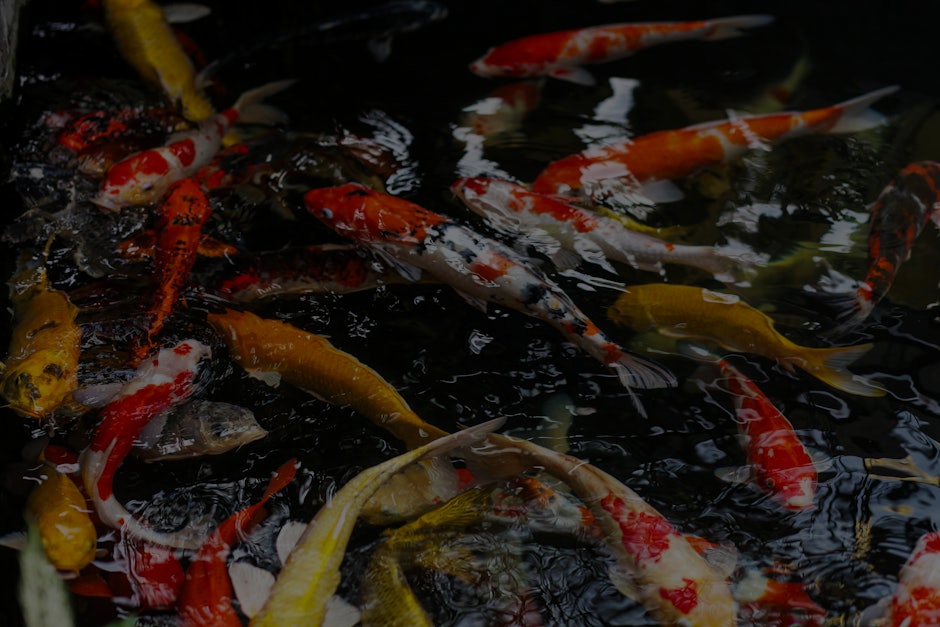Feng Shui for Beginners- Essential Ornaments to Improve Your Life