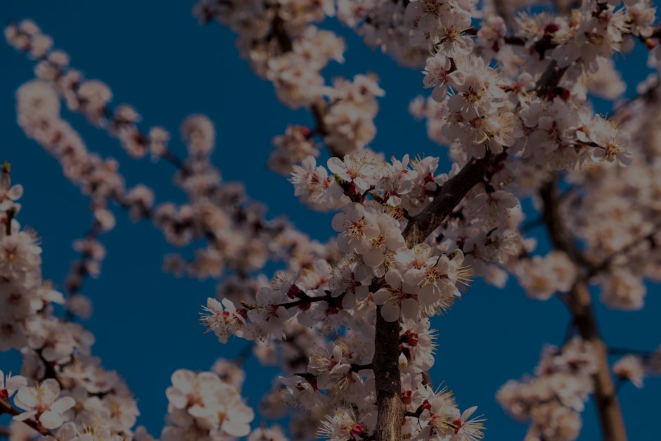 Feng Shui for New Beginnings- Energy Ornaments for Fresh Starts