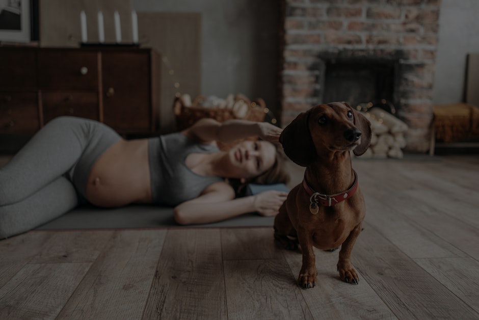 Feng Shui for Pet Owners- Harmonizing Your Home for Animal Well-being