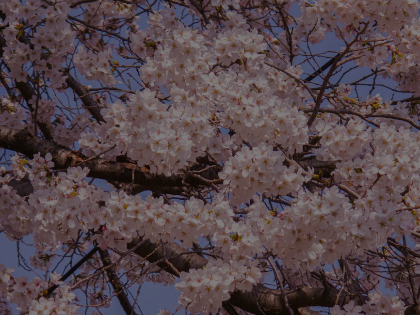 Feng Shui Ornaments- A Guide to Creating a Peaceful Environment