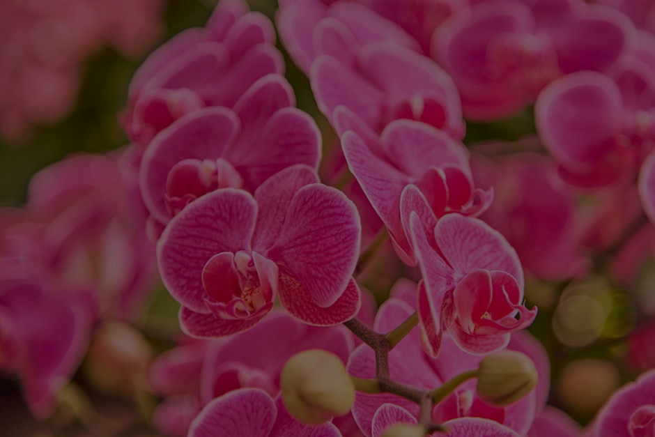 Feng Shui Ornaments for Beginners- What to Buy First