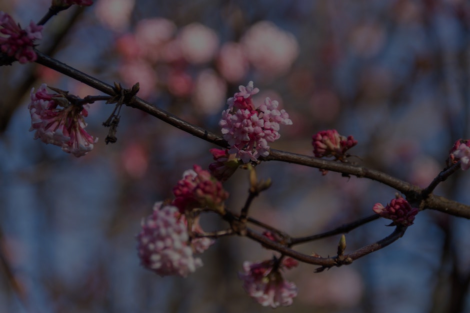 Feng Shui Ornaments for New Beginnings- Attracting Fresh Opportunities in Life