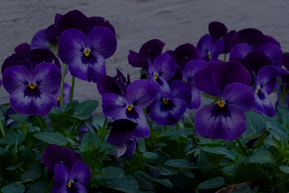Feng Shui Ornaments- The Secret to Attracting Abundance