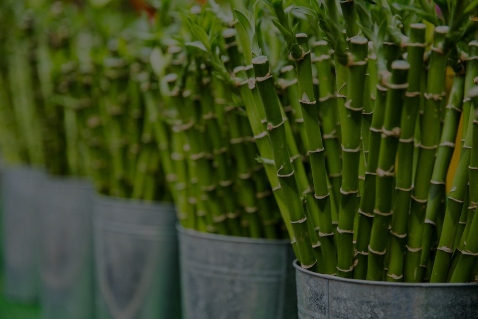 Feng Shui Tips for New Homeowners- Essential Items for a Fresh Start