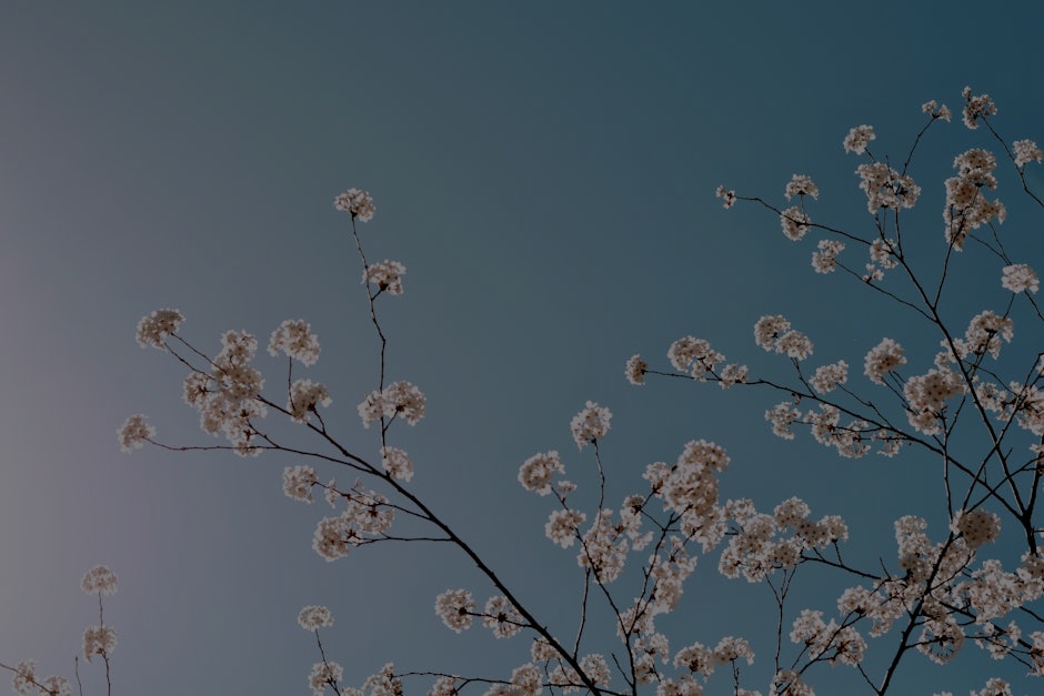 Feng Shui Tips for Your Garden- Ornaments that Promote Growth and Serenity