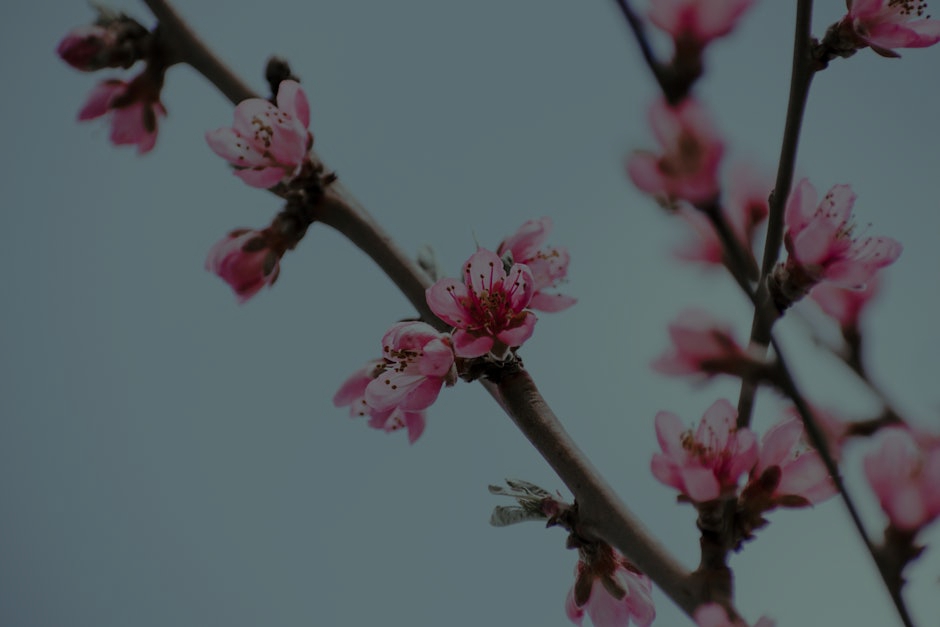 Finding Peace- The Best Feng Shui Ornaments for a Calming Bedroom Environment
