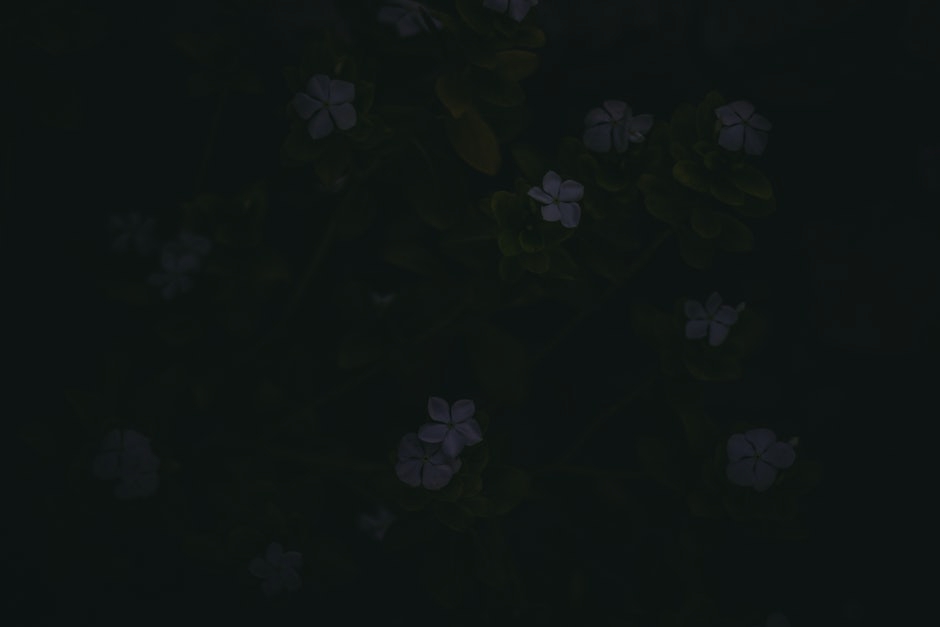 Revitalize Your Garden- Feng Shui Elements to Promote Outdoor Harmony