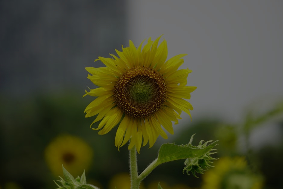 Revitalize Your Garden- Feng Shui Ornaments to Enhance Outdoor Energy