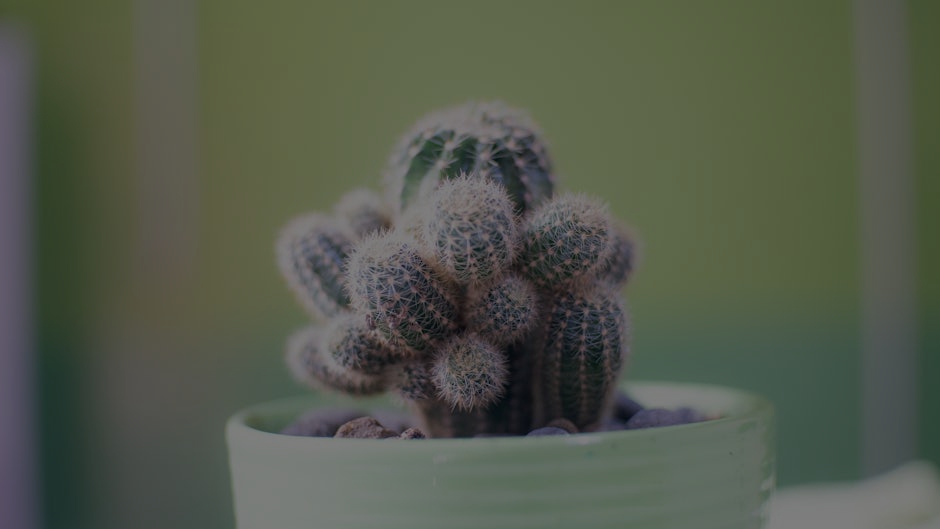 The Best Feng Shui Ornaments for Small Spaces- Maximize Energy in Compact Living