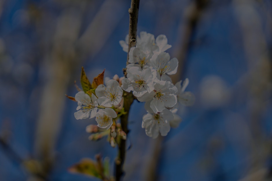 The Ultimate Guide to Choosing Feng Shui Ornaments for Seasonal Changes