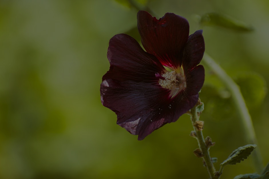 Transform Your Garden with Feng Shui- Energy Ornaments for Outdoor Spaces