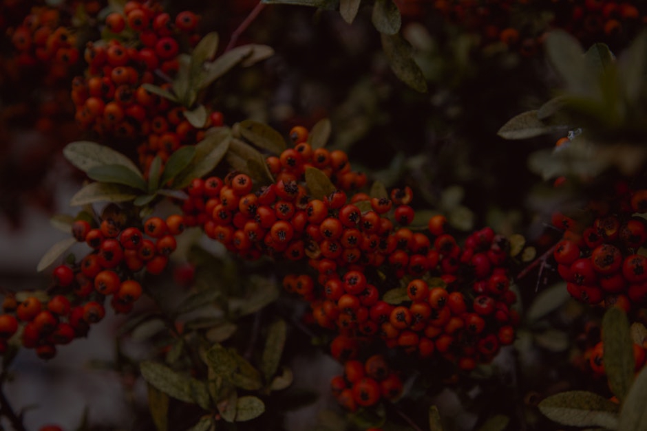 Transform Your Garden with Feng Shui Ornaments for Abundance and Growth