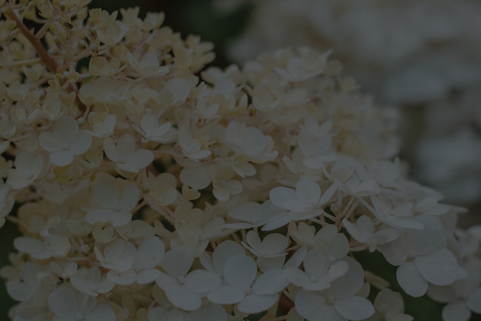 Transform Your Garden with Feng Shui- Ornaments for Outdoor Serenity