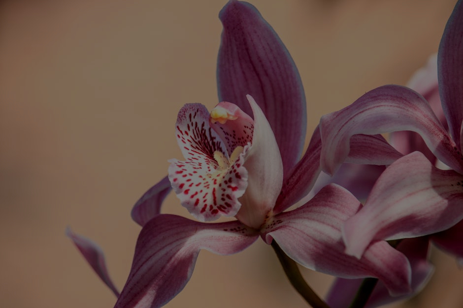 Transform Your Garden with Feng Shui Ornaments for Serenity