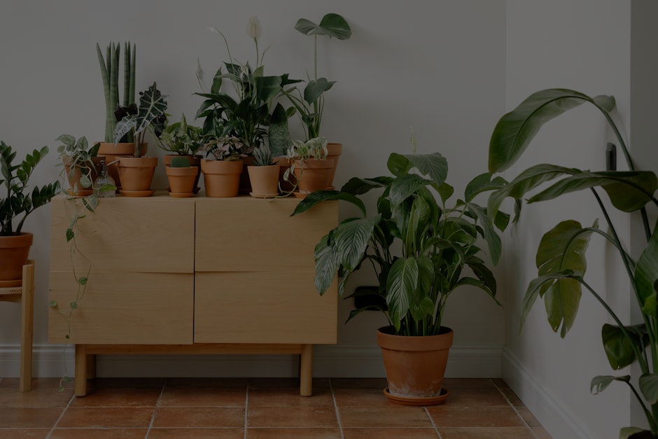 Transform Your Living Space- Best Feng Shui Items for European Homes