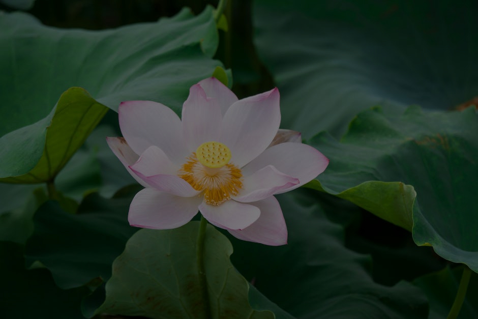 Transform Your Living Space with Feng Shui- Essential Ornaments for Harmony